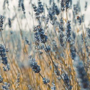 Meet your Posher, Neda